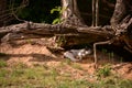 A black and white cat sleeping on the sand under the roots of a tree on sunny day Royalty Free Stock Photo