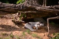 A black and white cat sleeping on the sand under the roots of a tree on sunny day Royalty Free Stock Photo