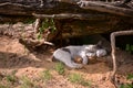 A black and white cat sleeping on the sand under the roots of a tree on sunny day Royalty Free Stock Photo