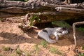 A black and white cat sleeping on the sand under the roots of a tree on sunny day Royalty Free Stock Photo