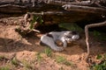 A black and white cat sleeping on the sand under the roots of a tree on sunny day Royalty Free Stock Photo