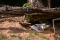 A black and white cat sleeping on the sand under the roots of a tree on sunny day Royalty Free Stock Photo