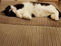 Black and white cat sleeping on sofa Royalty Free Stock Photo