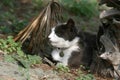 Cat under a palm tree Royalty Free Stock Photo