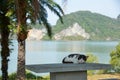 A black and white cat sleeping under the shadow of the tree Royalty Free Stock Photo
