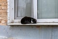 A black and white cat is sleeping on a window sill Royalty Free Stock Photo