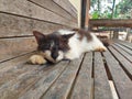 Black and white cat is sleeping on a wooden bench. Royalty Free Stock Photo