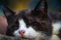 Black white cat sleeping at the yard Royalty Free Stock Photo