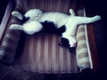 The black and white cat sleeping on the vintage armchair