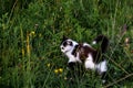 Black and white cat. A small black and white kitten sits in the grass on the lawn among the wildflowers. A playful cat Royalty Free Stock Photo