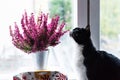 Cat sniffing an Erica gracilis- winter heather in full blossom Royalty Free Stock Photo