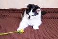 Black and white cat sniffs a dandelion Royalty Free Stock Photo