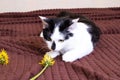 Black and white cat sniffs a dandelion Royalty Free Stock Photo