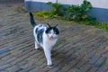 A black and white cat spotted in a street. The cat looks right into the camera with her bright yellow eyes.