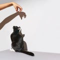 Black and white cat stand. hand frighten pet. Shadow at wall