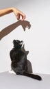 Black and white cat stand. hand frighten pet. Shadow at wall