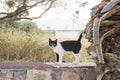 Black white cat standing on the stone wall