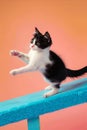 A black and white cat standing on top of a blue table Royalty Free Stock Photo