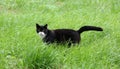 Black and white cat stands in the green grass with its tail in the air Royalty Free Stock Photo
