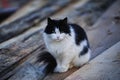 Black and white cat on the street Royalty Free Stock Photo
