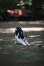 Black and white cat stretching in the park Royalty Free Stock Photo