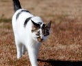 Black and White Cat strolling across the grass Royalty Free Stock Photo