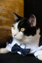 Black and white cat in suit sit on dark blue sofa with orange pillow, brown eyes Royalty Free Stock Photo