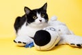 Black and white cat with a teddy bear studio photo Royalty Free Stock Photo
