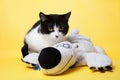 Black and white cat with a teddy bear studio photo Royalty Free Stock Photo