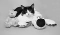 Black and white cat with a teddy bear studio photo monochrome image Royalty Free Stock Photo