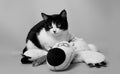 Black and white cat with a teddy bear studio photo monochrome image Royalty Free Stock Photo