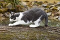 Black and white cat to sharpen its claws on the wood.