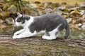 Black and white cat to sharpen its claws on the wood.