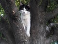 Black and white cat on top of a tree Royalty Free Stock Photo