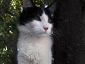 Black and white cat on top of a tree Royalty Free Stock Photo