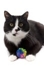 Black and white cat with a toy Royalty Free Stock Photo