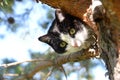 Black and white cat on the tree Royalty Free Stock Photo