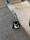 Black and white cat under the be careful sign