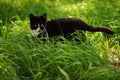 Black white cat walk in green grass on a summer garden Royalty Free Stock Photo