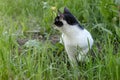 Black and white cat walk in vivid green grass on a summer day Royalty Free Stock Photo