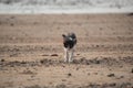 A cat walking on the beach Royalty Free Stock Photo