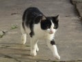 The black and white cat is walking . Royalty Free Stock Photo