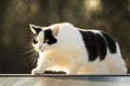 Black and white cat walking fence