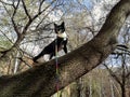 Black and white cat walking with harness is standing on a inclined tree. Royalty Free Stock Photo