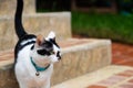 Black and white cat walking at home Royalty Free Stock Photo