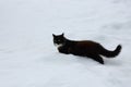 Black and white cat walking in the snow Royalty Free Stock Photo