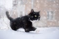 Black and white cat walking in snow during snowfall. Royalty Free Stock Photo