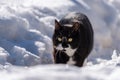 A black and white cat walking in snow Royalty Free Stock Photo