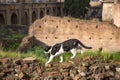 Black and white cat walks above an ancient roman brick wall with green grass. Ruins of antic temples of largo Argentino