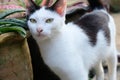 Black and white cat on the wall